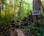 The start of the Big Tree Trail on Meares Island