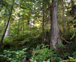 The lush west coast rainforest along the Big Tree Trail near Tofino