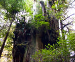 The largest of the trees known as the Hanging Garden on the Big Tree Trail on Meares Island