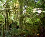 Lush rainforest beyond the Hanging Garden on the Big Tree Trail