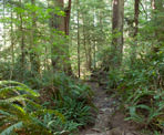 The narrow trail through the forest to Lone Cone