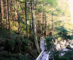 The wooden boardwalks and stairs that head down to Tonquin Beach near Tofino